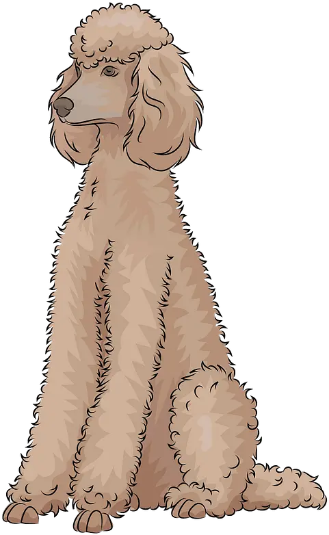 Poodle Clipart Free Download Transparent Png Creazilla Icon