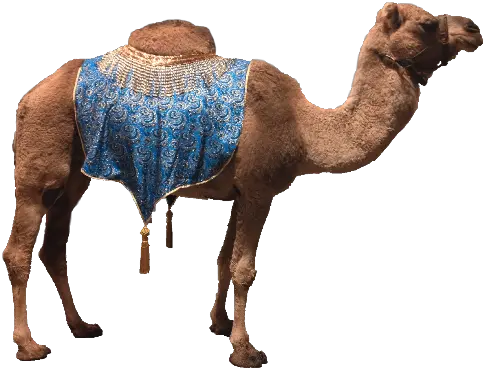 Download Hd Camel Png Images Camels Images Png Camel Transparent