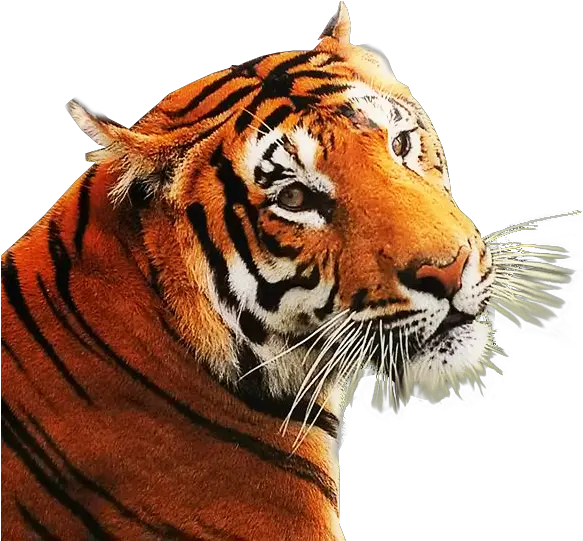 Background Image Web Design Graphics Angry Tiger Png Tiger Png