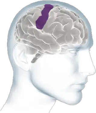 Inside The Brain Brain Basics Alzheimeru0027s Association Two Brains Png Brain Outline Png