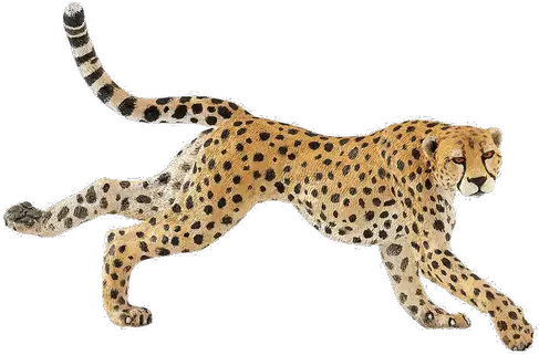 Running Cheetah Png Free Download Cheetah Running Png Cheetah Png