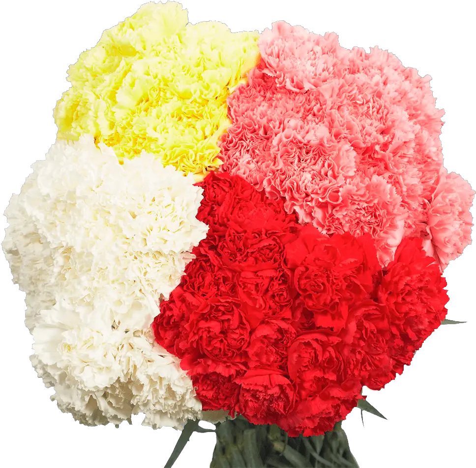 Carnation Delivery Carnation Png Carnation Png