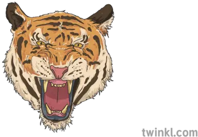 Tiger Face Illustration Twinkl Roar Png Tiger Face Png