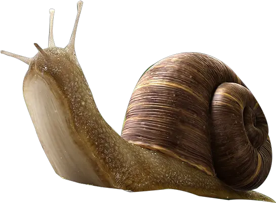 Snail Insect Orthogastropoda Snail Insect Png Snail Png