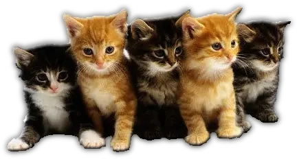 86 Litter Of Kittens Png Kittens Png