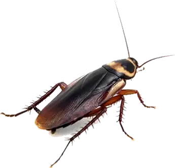 Pest Control Costa Blanca Spain Does A Cockroach Look Like Png Roach Png