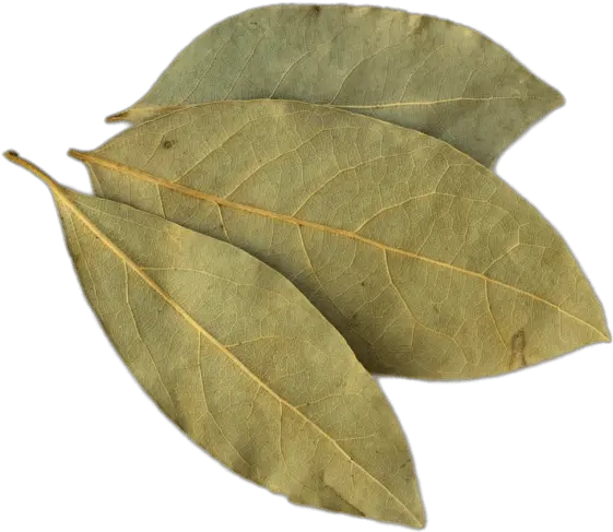 Bay Leaf Transparent Png Benefits Of Aak Leaves Leaf Transparent