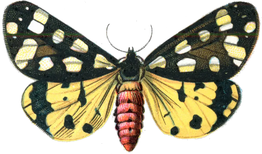 Download Moth Png Image 322 Portable Network Graphics Moth Png