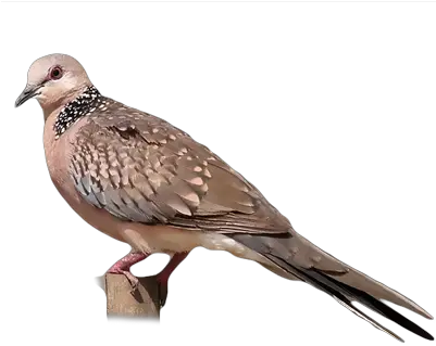 Spotted Dove Png Image Spotted Dove Png Dove Png