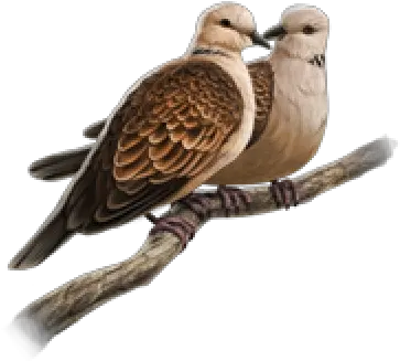 Doves Png And Vectors For Free Download Turtle Doves Png Dove Png