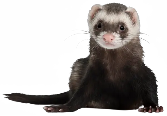 Download Free Png Ferret Photos Ferret Png Transparent Ferret Png