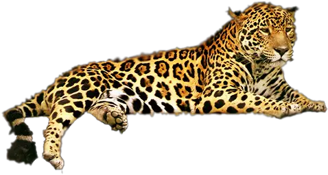 Jaguar Png Download