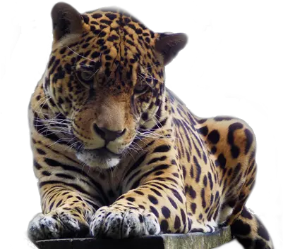 Download Jaguar Oncas Em Png Jaguar Png