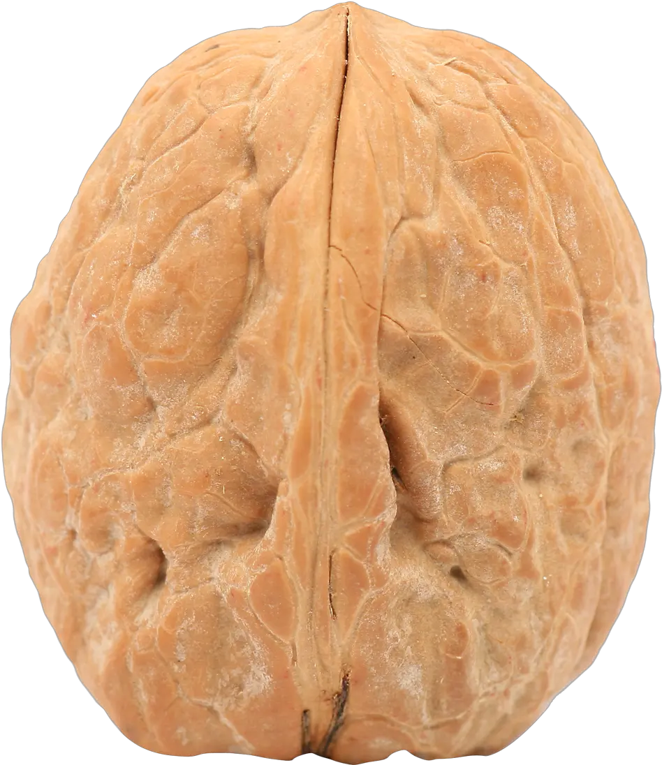 Walnut Png Image Purepng Free Transparent Cc0 Png Image Single Walnut Png Nut Png