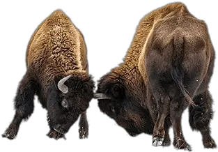 Bison Transparent Png Images Bisons Transparent Background Bison Png