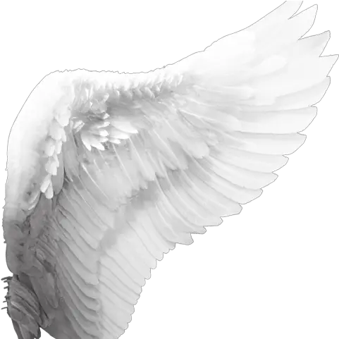 Wings Png White Angel Wings Png Angle Wings Png