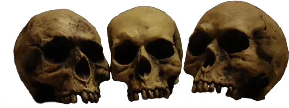 Skulls Png 6 Image Skulls Pngs Transparent Skulls