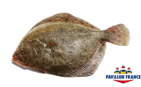 Wild Turbot Pavillon France Png Transparent Fish