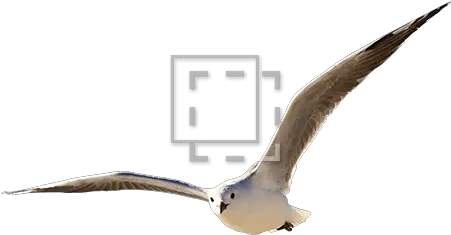 Majestic Seagull Laughing Gull Png Seagull Png