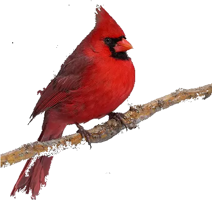 Transparent Background Png Image Cardinal Bird No Background Cardinal Png