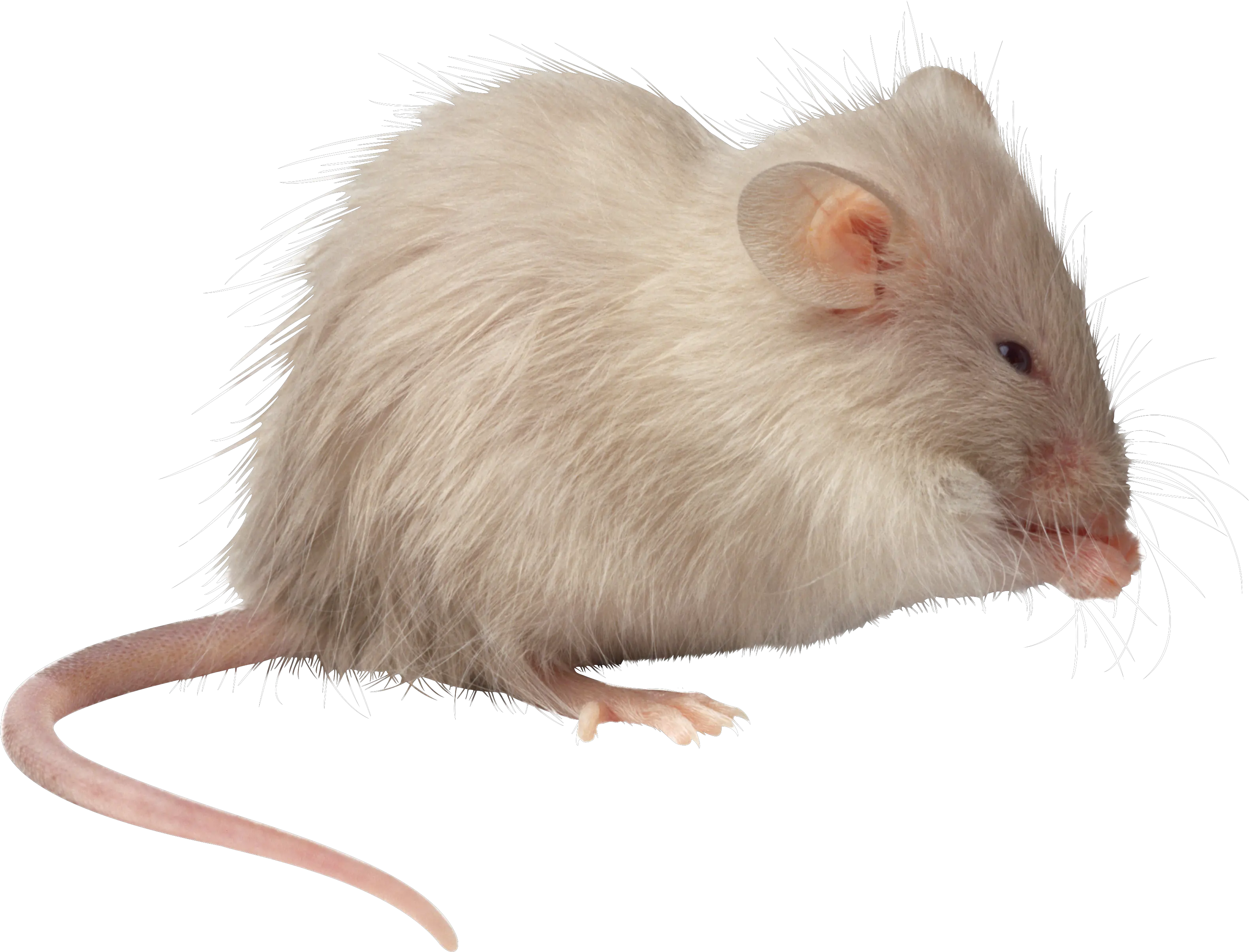 Rat Mouse Transparent Png File Transparent Background Mouse Transparent Rat Transparent