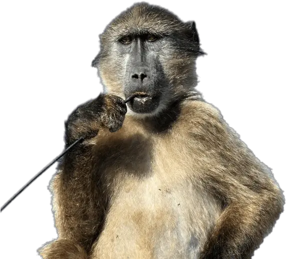 Baboon With Stick In His Mouth Png Baboon Transparent Background Mouth Png