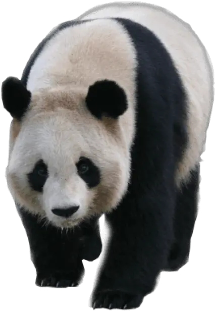 Download Animals Pandas Panda Transparent Background Png Transparent Panda Png Transparent Animals