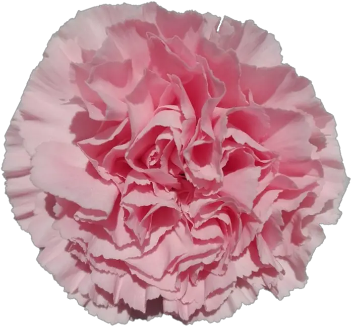 Carnation Girly Png Carnation Png