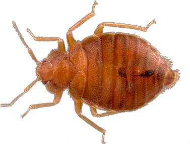 Bed Bugs Png 6 Image Bed Bug Png Bugs Png