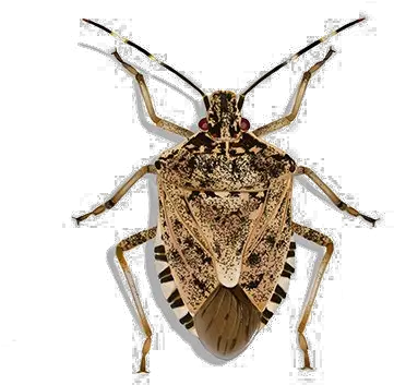 Stink Bug Png Transparent Image Stink Bug Transparent Bugs Png