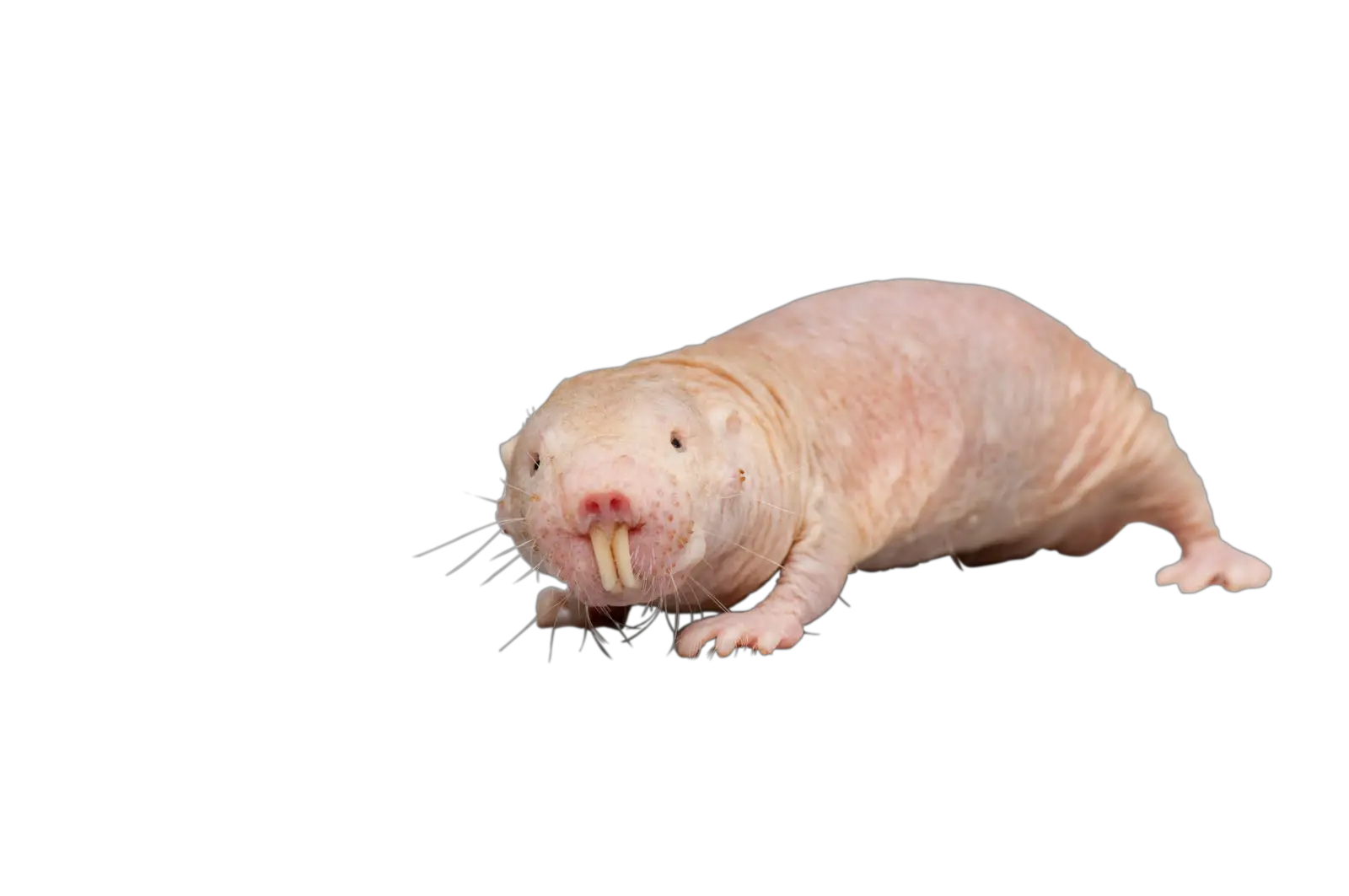 Naked Mole Rat Png Naked Mole Rat Transparent Rat Transparent