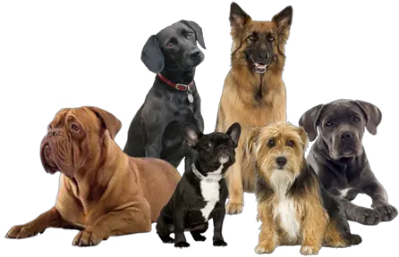 Group Of Dogs Png 2 Image Group Of Dogs Png Dogs Png