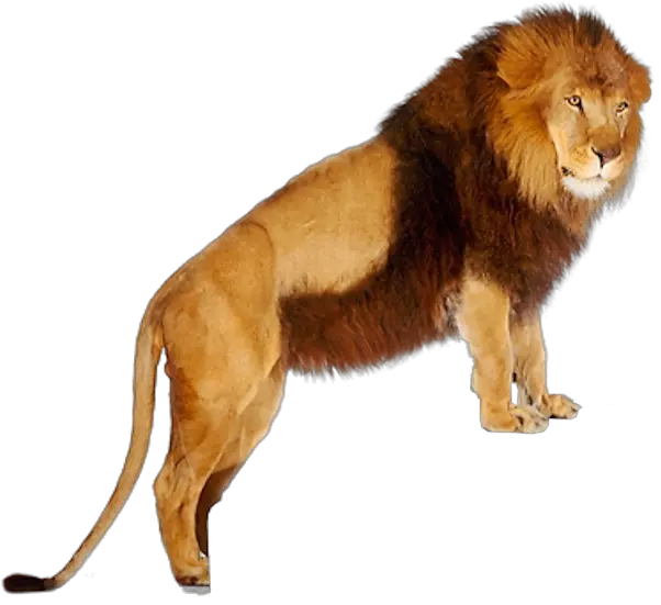 Lion Png Images And Clipart Free Download Lions Png Hd Lions Png