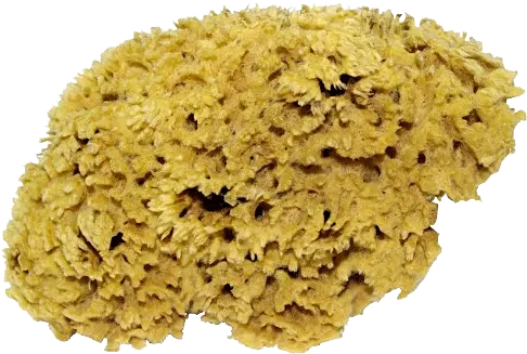 Sea Sponge Png Transparent Portable Network Graphics Sponge Png