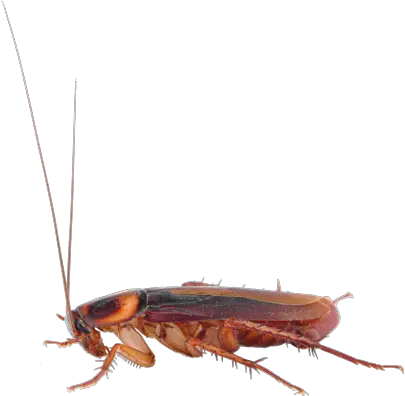 S Termite And Cockroach Png Cockroach Png
