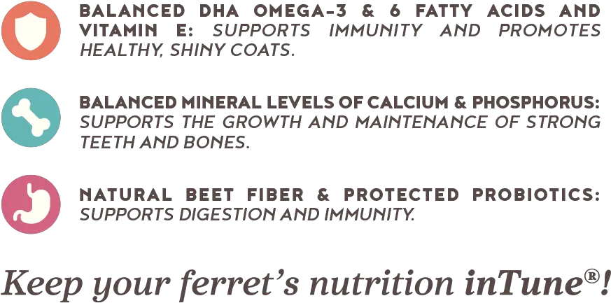 Intune Ferret U2014 Higgins Premium Pet Foods Document Png Ferret Png