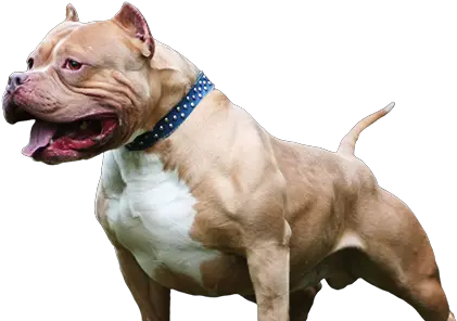 Pitbull Chamuco Bully Max Png Pitbull Png