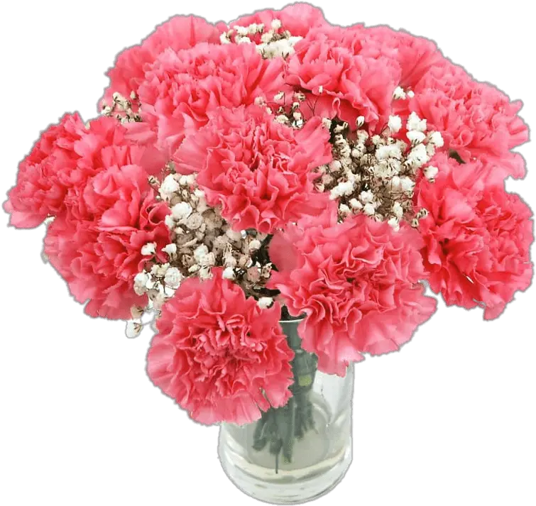 Pink Carnations Transparent Png Pink Carnations Carnation Png