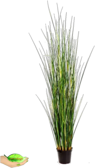 Bamboo Wild Grass 145cm Sweet Grass Png Wild Grass Png