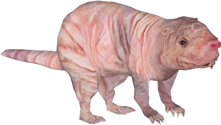 Naked Mole Transparent Png Stickpng Naked Mole Rat Png Rat Transparent Background