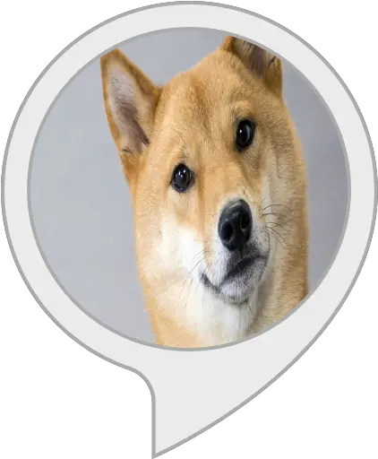 Amazoncom Shiba Inu Facts Alexa Skills Shiba Inu Png Shiba Inu Png