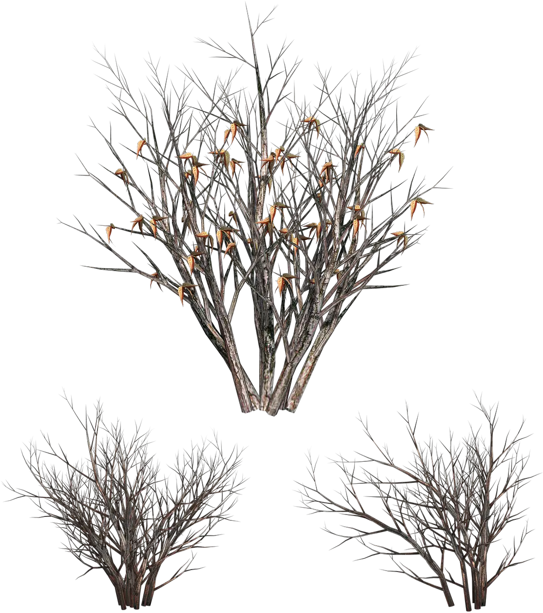 Bush Dead Nature Free Image On Pixabay Transparent Dead Bush Png Twig Png