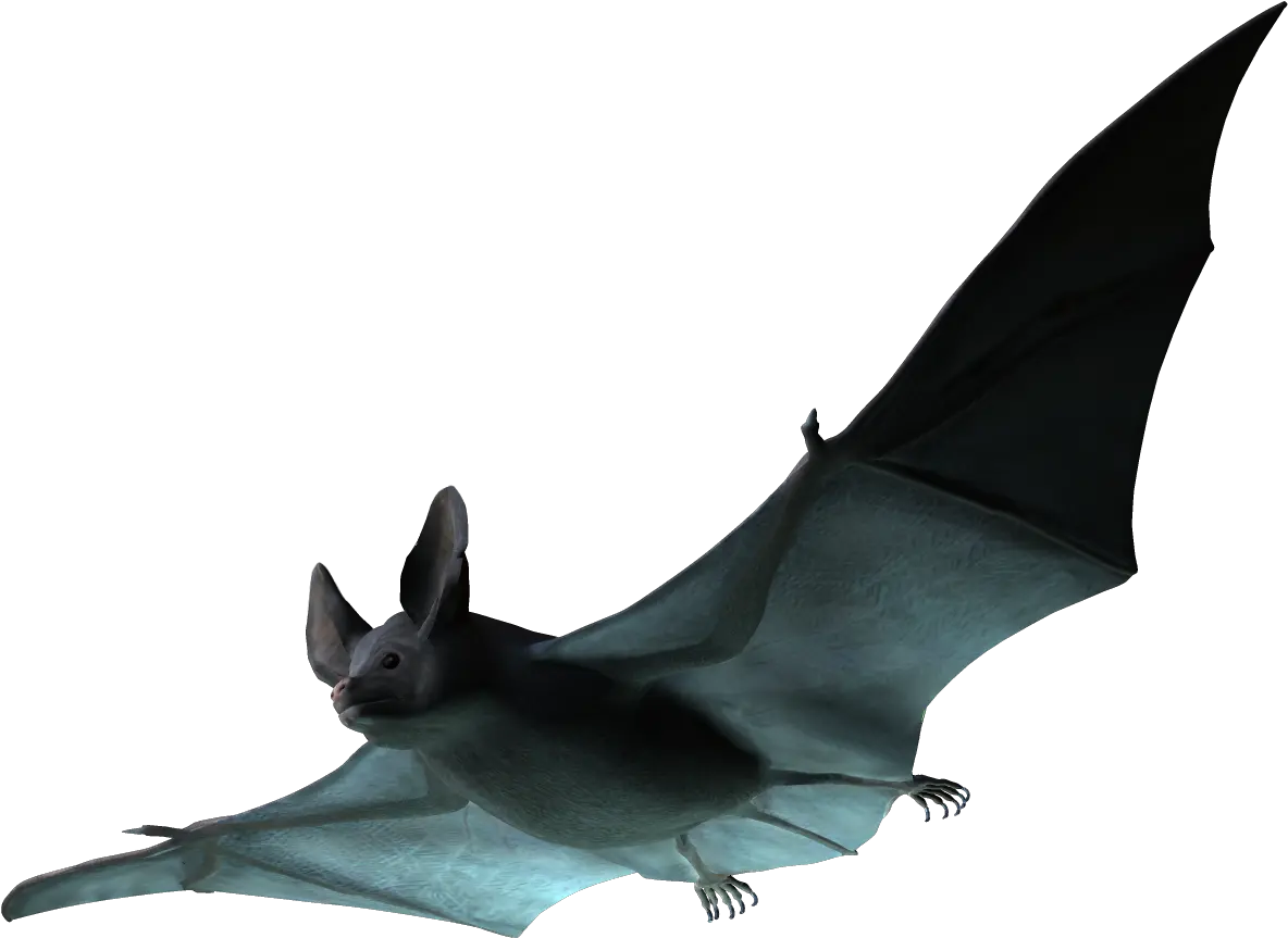 Bats Png Click Real Bat Png 4556711 Vippng Real Bat Png Bats Transparent