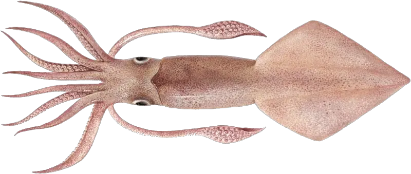 Real Squid Png Hd Quality Sotong Png Squid Png