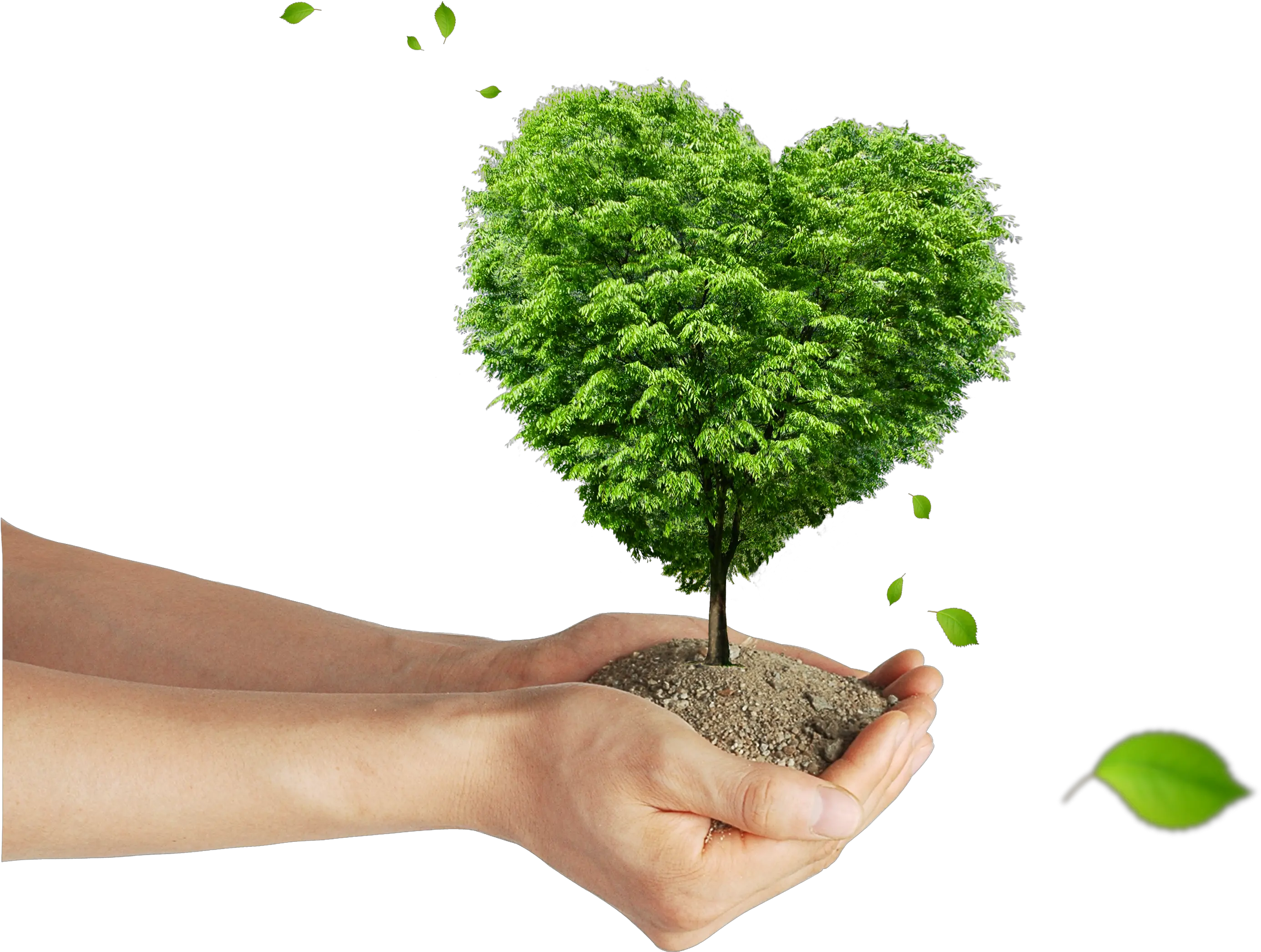 Soil Png Tree Shaped As A Heart Nature Transparent Background