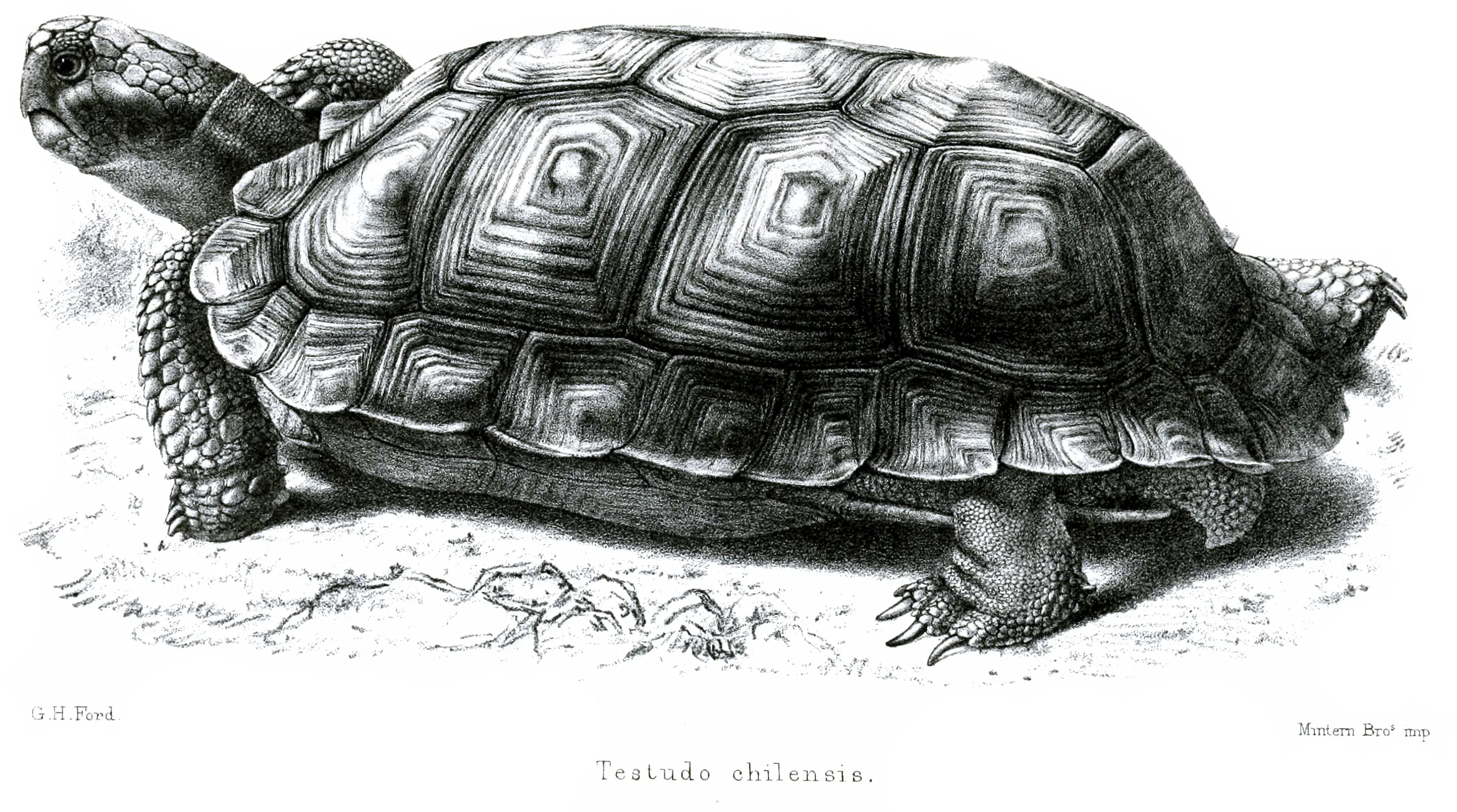 Filetestudochilensisfordpng Wikimedia Commons Chaco Tortoise Tortoise Png