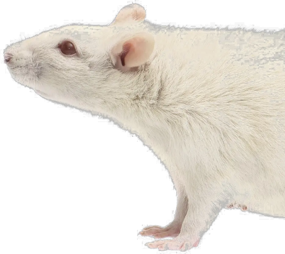 Rat Download Transparent Png Image Mouse Rat Transparent