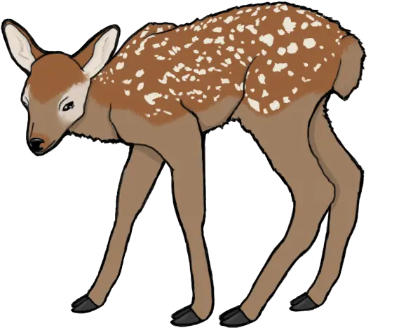 Baby Deer Png Roe Deer Baby Deer Png