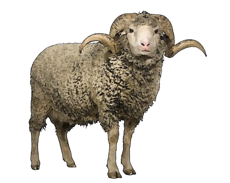 Free Sheep Png Transparent Images Hyena Png Sheep Png