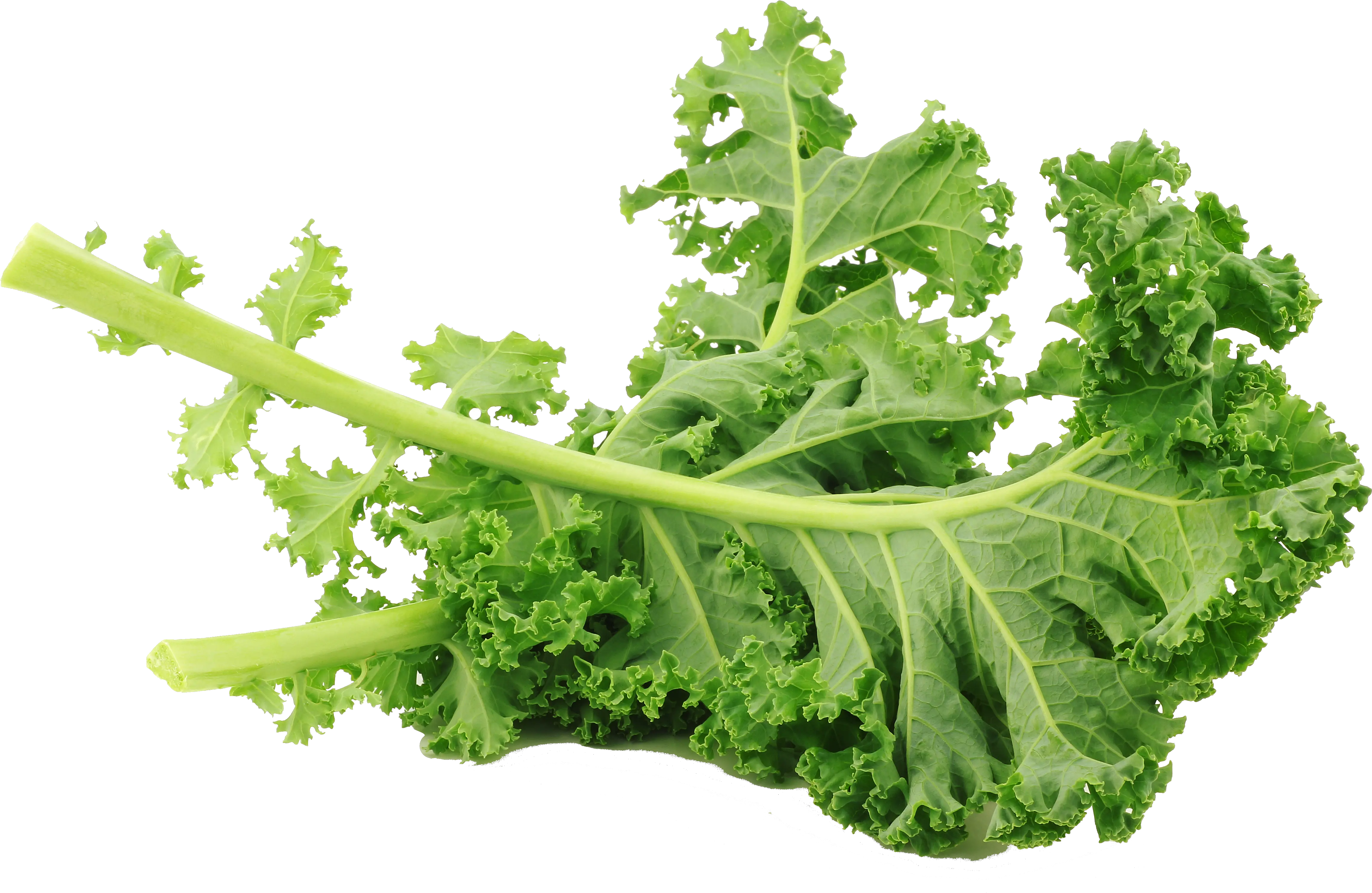 Kale Lacinato Transparent Png Clipart Green Kale Kale Png